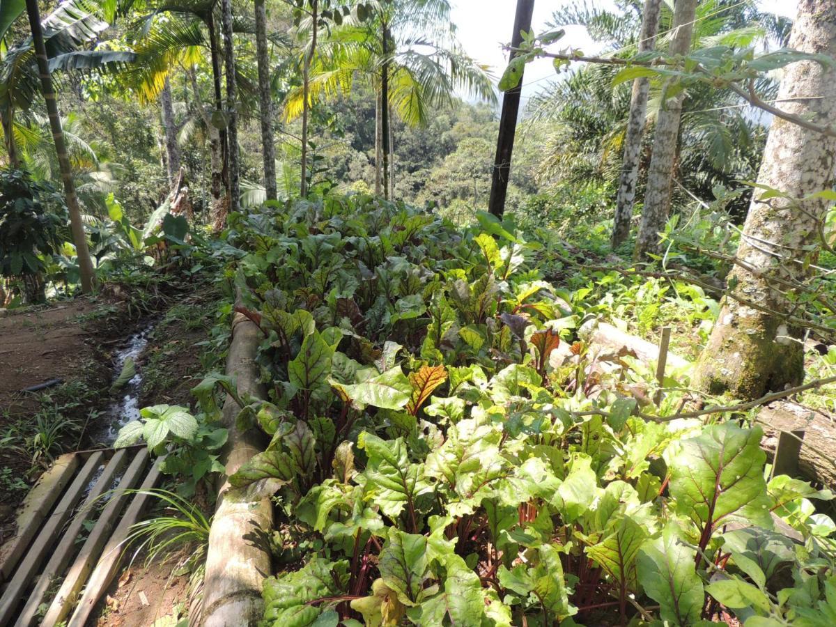 Eco Hostel Organic Life Trindade  Buitenkant foto